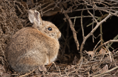 Mountain Cottontail, photo 4 of 7