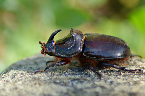 Asiatic rhinoceros beetle (Invasive species in South Africa) · iNaturalist