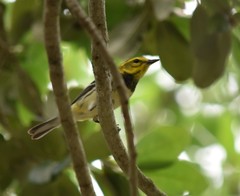 Setophaga virens