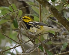 Setophaga virens
