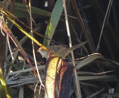 Poodytes punctatus punctatus