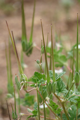 Erodium texanum