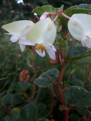 Begonia cucullata iNat (3)