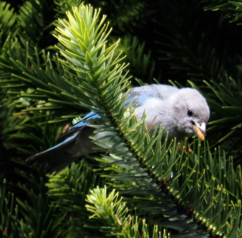 Sayaca Tanager