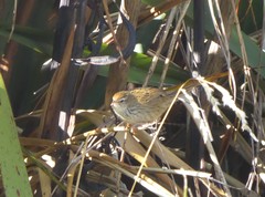 Poodytes punctatus punctatus