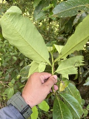 Erythroxylum macrophyllum image