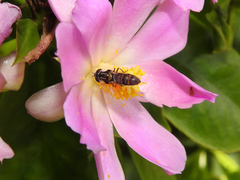 Pseudoscaeva meridionalis