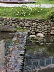 Nycticorax nycticorax