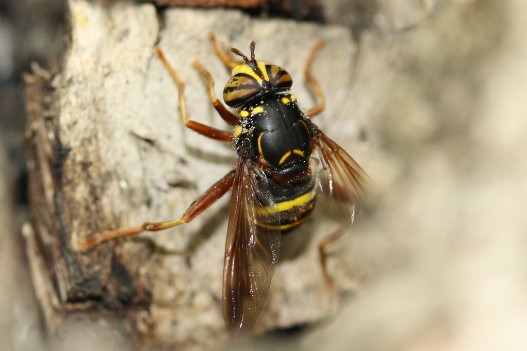 Spilomyia diophthalma from Чеховский р-н, Московская обл., Россия on ...