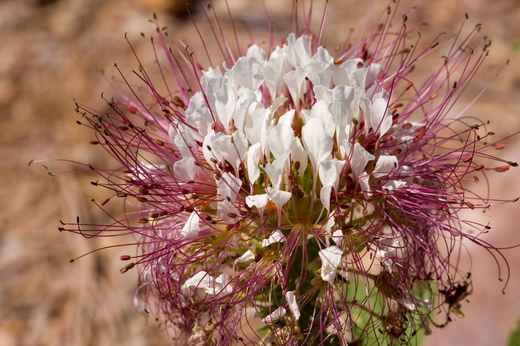 Polanisia dodecandra