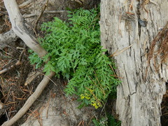 Descurainia richardsonii