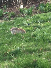 Sylvilagus floridanus
