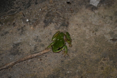 Hyla molleri