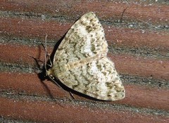 Pseudocoremia indistincta