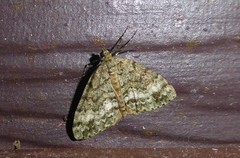 Pseudocoremia indistincta