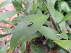Ruscus