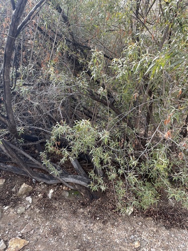 Searsia lancea, photographed by an iNaturalist contributor