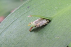 Ruscus