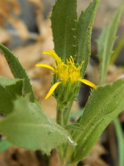 Pyrrocoma hirta sonchifolia