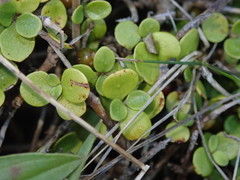 Coprosma neglecta