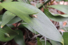 Ruscus