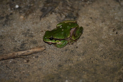 Hyla molleri