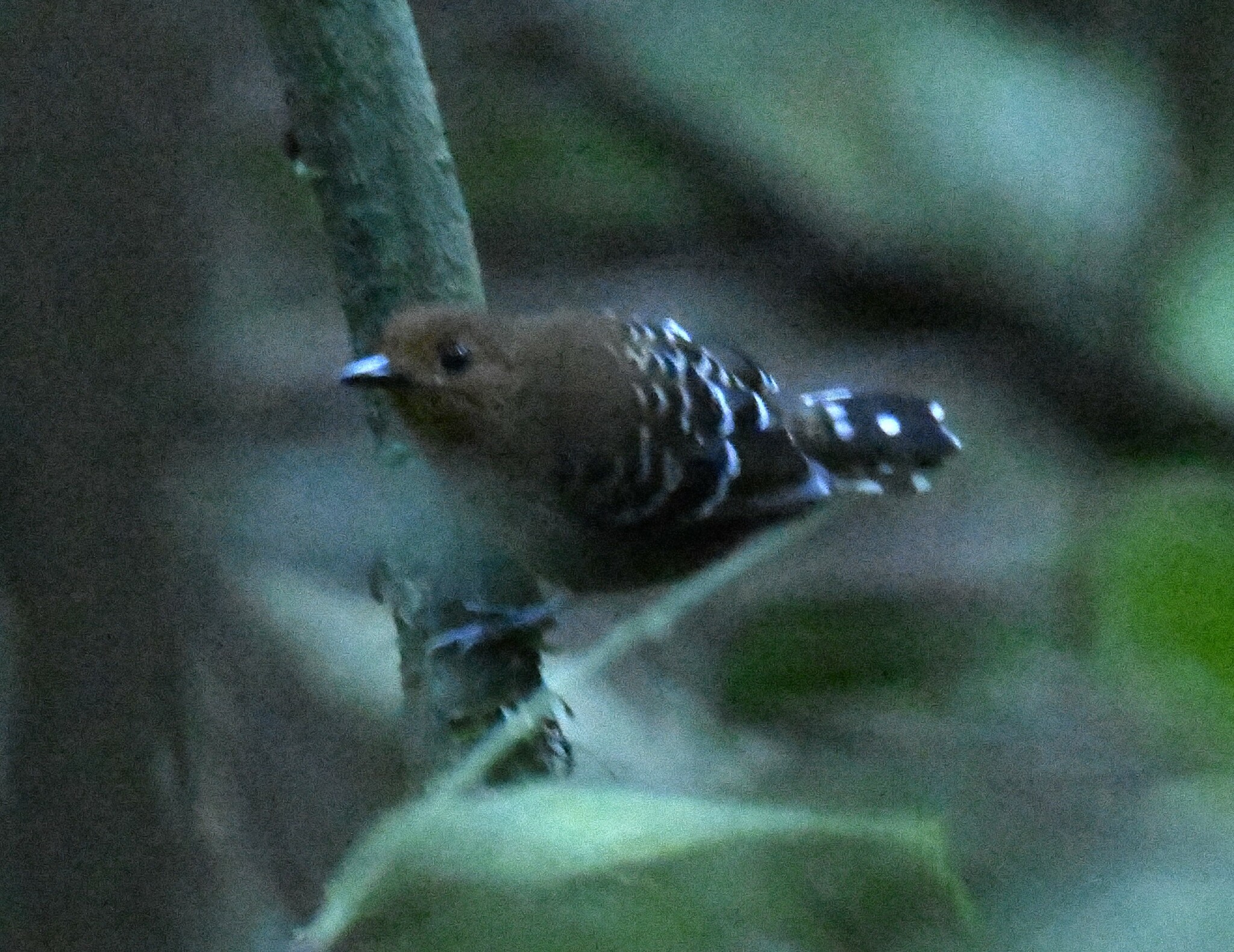 Common Scale-backed Antbird (Willisornis poecilinotus), photo 4