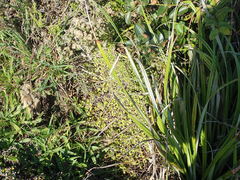 Coprosma neglecta