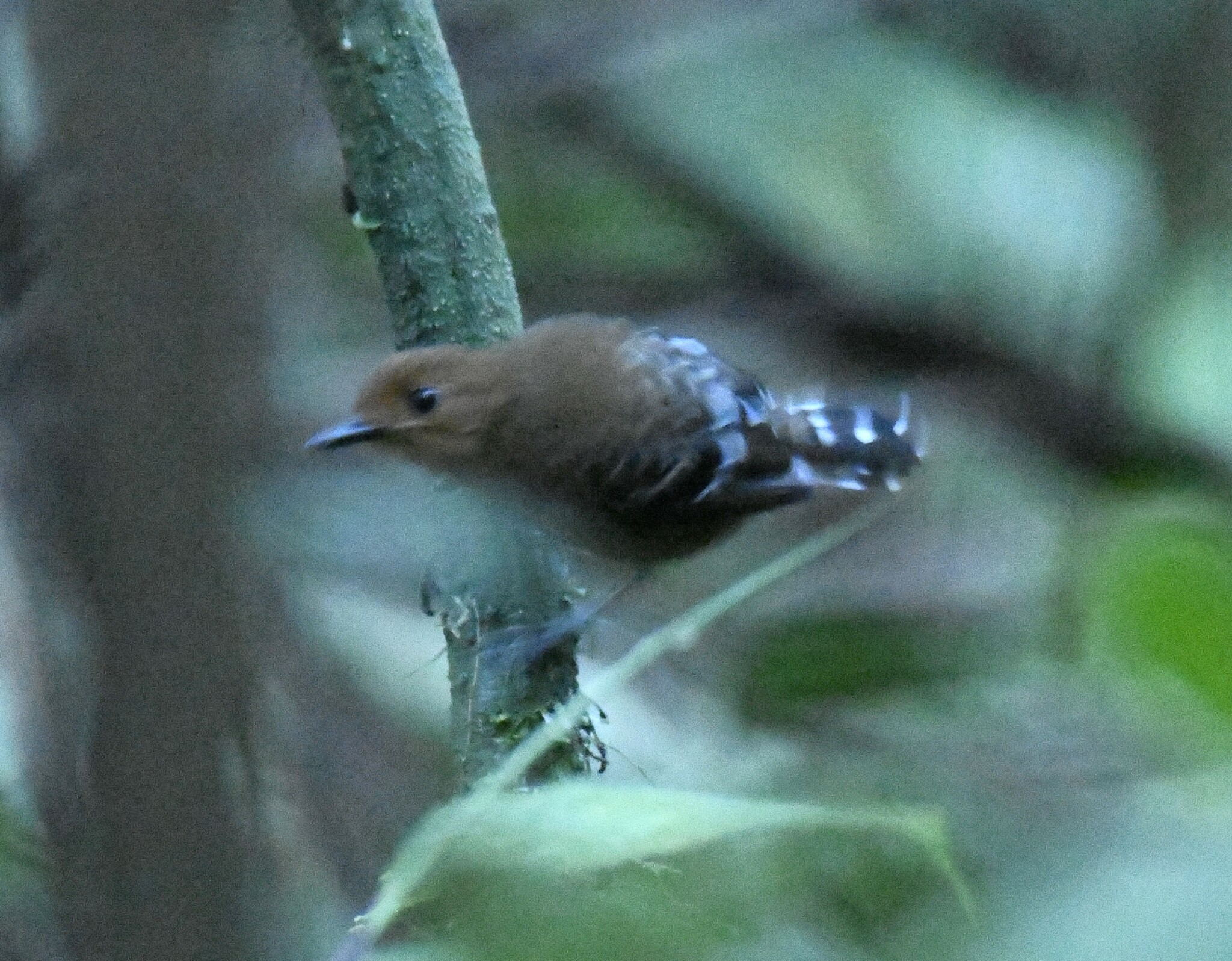Common Scale-backed Antbird (Willisornis poecilinotus), photo 3