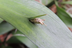 Ruscus
