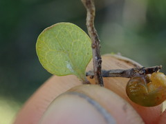 Coprosma neglecta