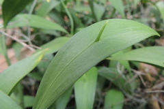 Ruscus