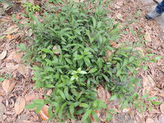 Ruscus