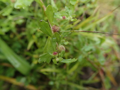 Centipeda aotearoana