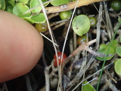 Coprosma neglecta