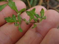 Centipeda aotearoana