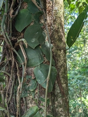 Narrow Leaf Monstera (Monstera tenuis)