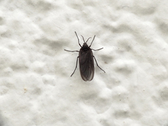 Diptera
