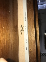 Hemidactylus mabouia