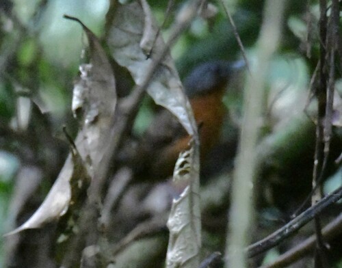 Spot-winged Antbird (Myrmelastes leucostigma), photo 6