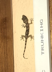 Hemidactylus mabouia