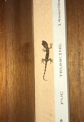 Hemidactylus mabouia