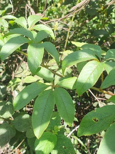 Image of Passiflora cincinnata by (c) João Arthur Rabello, some rights reserved (CC BY)