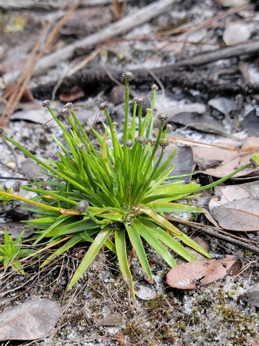 Image of Lachnocaulon engleri by (c) Jay Horn, some rights reserved (CC BY)