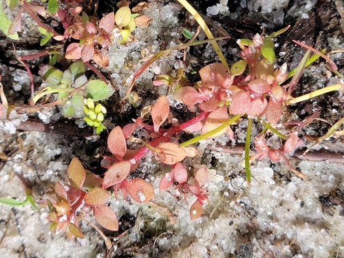 Image of Bastard pimpernel by (c) Jay Horn, some rights reserved (CC BY)