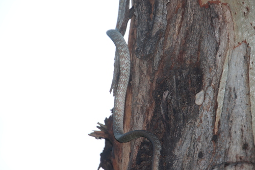 Common Tree Snake sighting