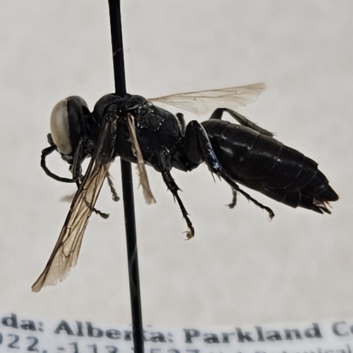 Tachysphex aethiops