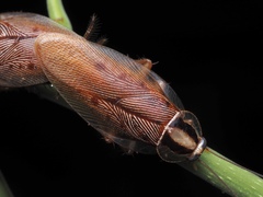 Macrophyllodromia maximiliani image