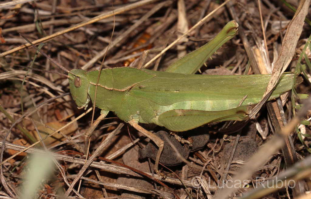 Xyleus insignis