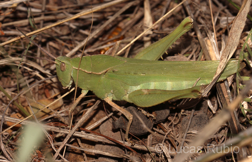 Xyleus insignis